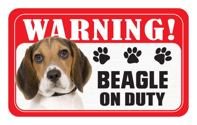 Beagle
