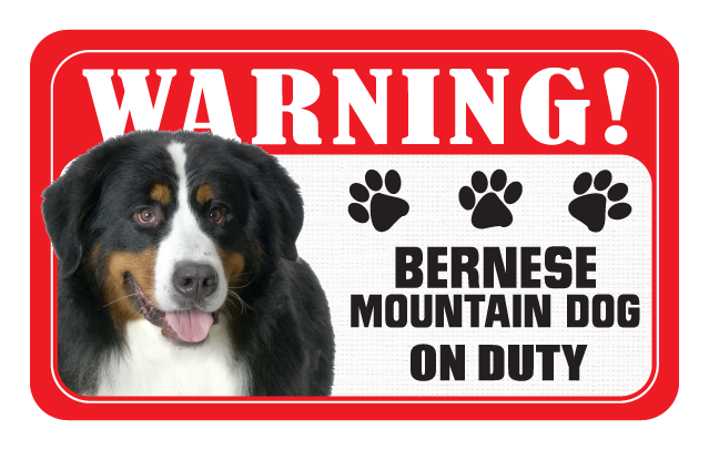 Bernese Mountain Dog