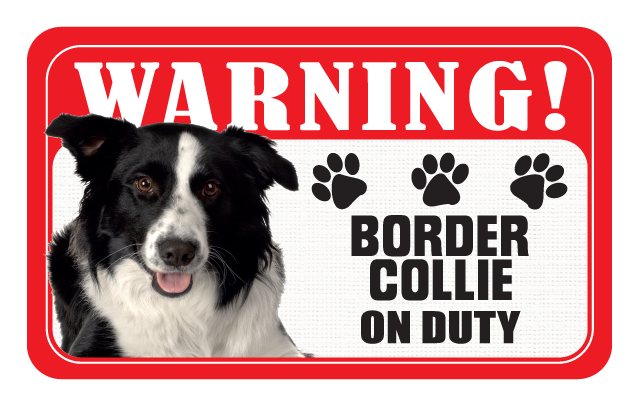 Border Collie