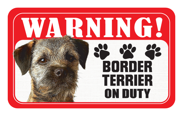 Border Terrier