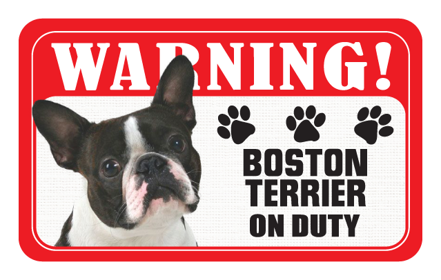 Boston Terrier