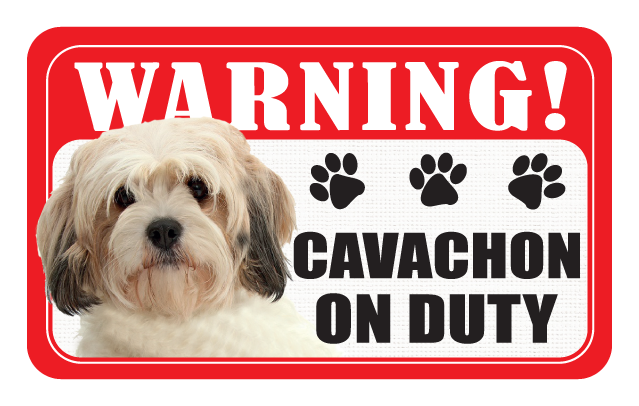 Cavachon