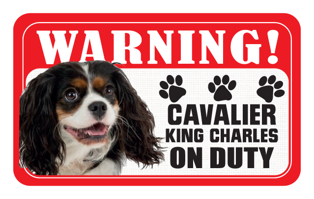 Cavalier (Tricolour)