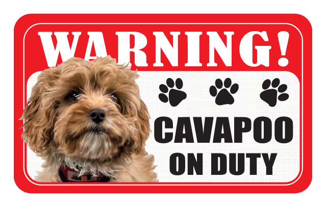 Cavapoo