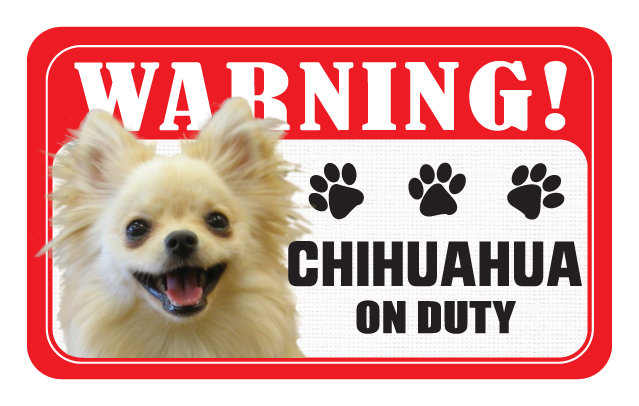 Chihuahua (Long Haired)