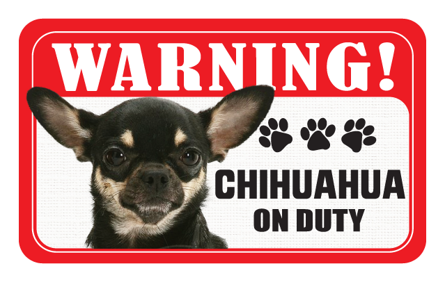 Chihuahua (Multi-Coloured)