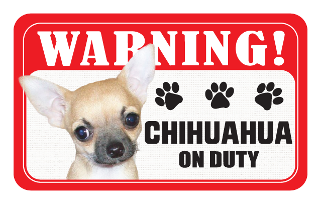 Chihuahua (Smooth Coat)