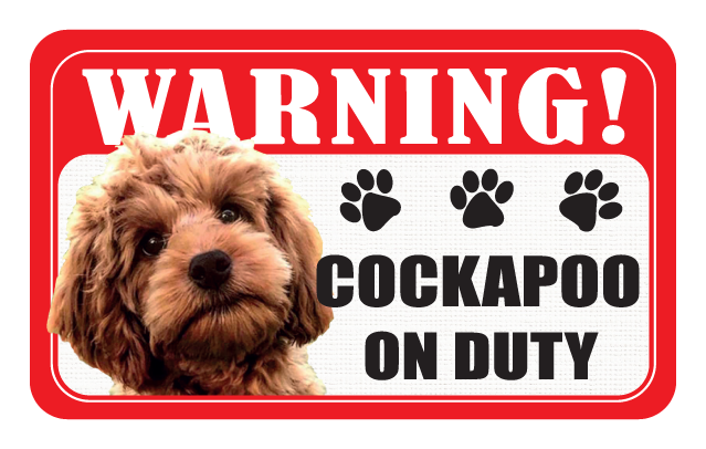 Cockapoo