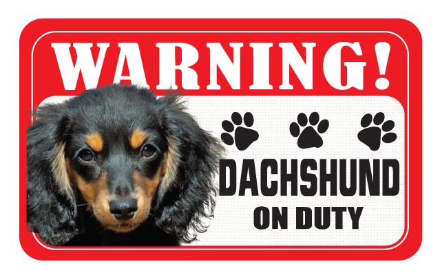 Dachshund (Long Hair)