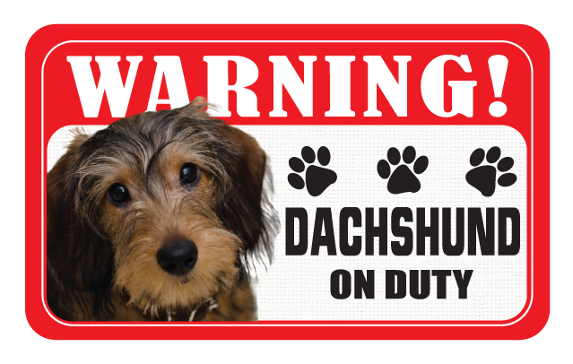 Dachshund (Wire Hair)