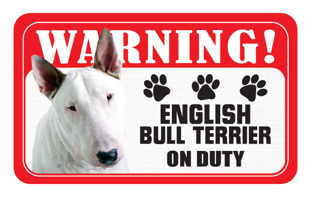 English Bull Terrier