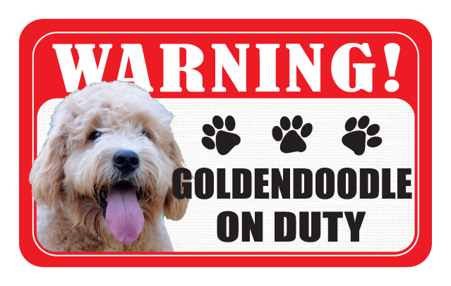 Goldendoodle
