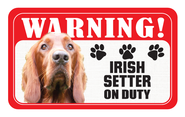 Irish Setter