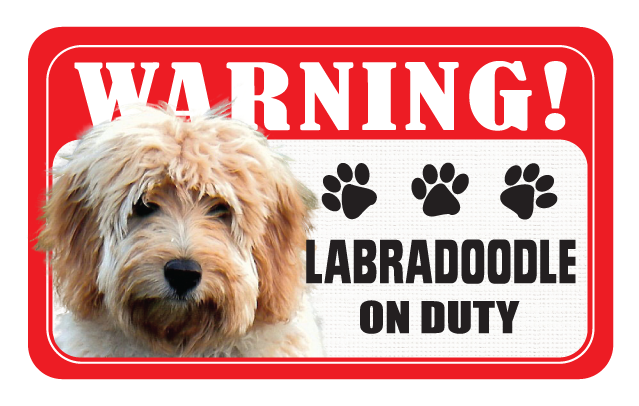 Labradoodle
