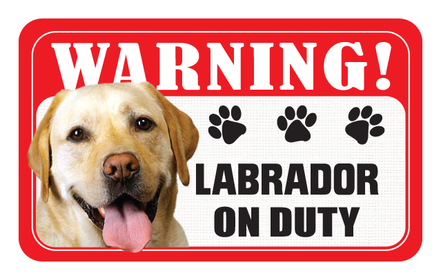 Labrador (Yellow)