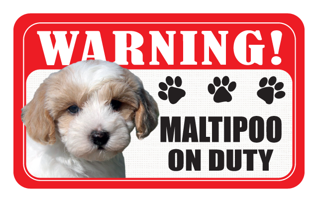 Maltese