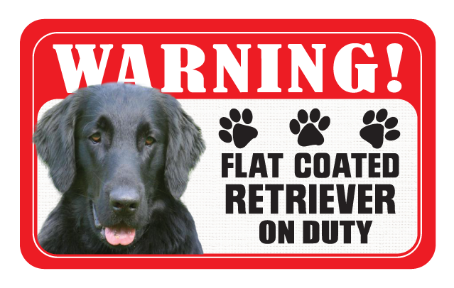Flat Coated Retriever
