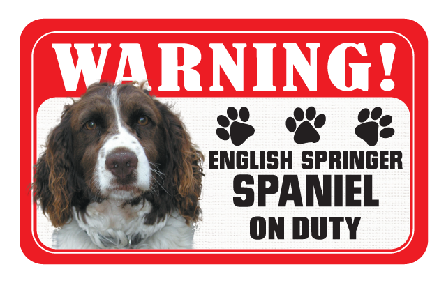 English Springer Spaniel