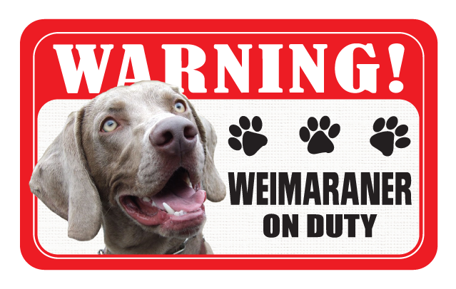 Weimaraner