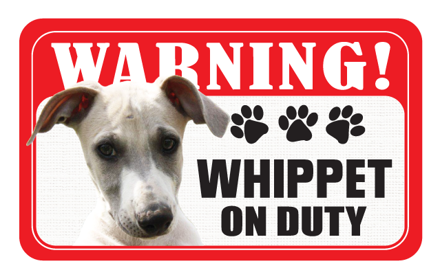 Whippet