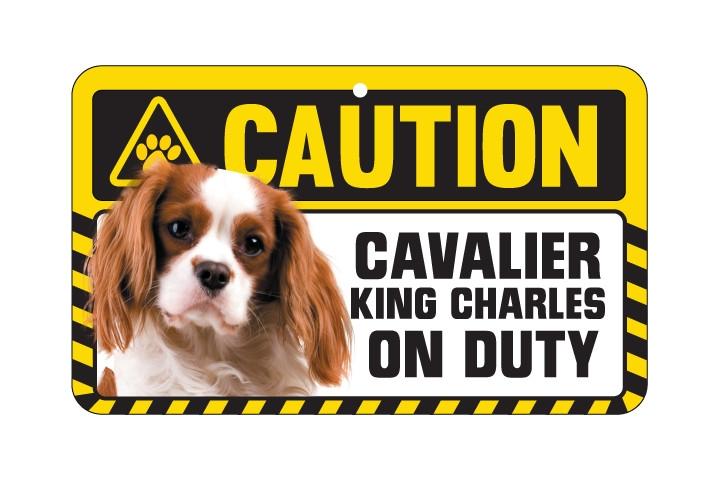 Cavalier King Charles  Blenheim Caution