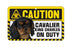 Cavalier King Charles  Ruby Caution