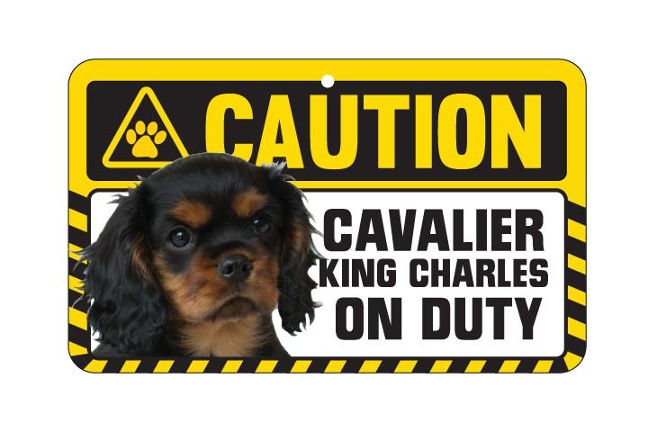 Cavalier King Charles  Ruby Caution