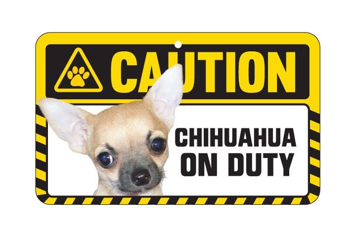 Chihuahua (Smooth Coat)