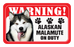 Alaskan Malamute