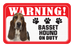 Basset Hound