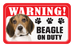 Beagle