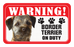 Border Terrier