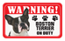 Boston Terrier