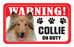 Collie (Rough)