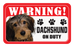 Dachshund (Wire Hair)