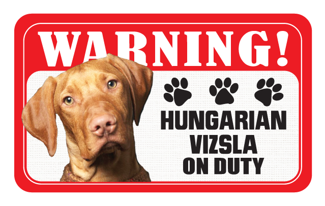 Hungarian Vizsla