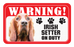 Irish Setter