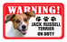 Jack Russell