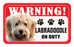 Labradoodle