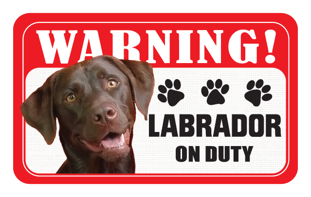 Labrador (Brown)