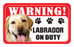 Labrador (Yellow)