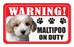 Maltese