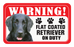 Flat Coated Retriever