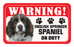 English Springer Spaniel