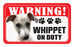 Whippet