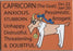 Capricorn Magnet