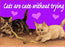 Cats Are Cute Magnet