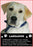 Cream Labrador