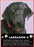 Black Labrador