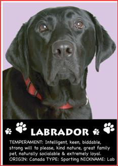 Black Labrador
